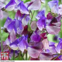 Sweet Pea Duo 7 Sweet Pea Duo -Garden Supplies Sale SWE wkb9969 C