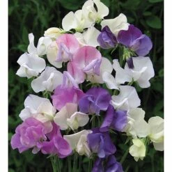 Sweet Pea 'Scent Infusion' -Garden Supplies Sale SWEE T17016 A h