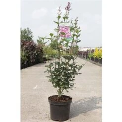 Lilac 'Bloomerang Dark Purple' -Garden Supplies Sale SYRI T68533 B h