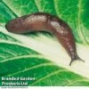 Nematode Slug Killer - 40m²