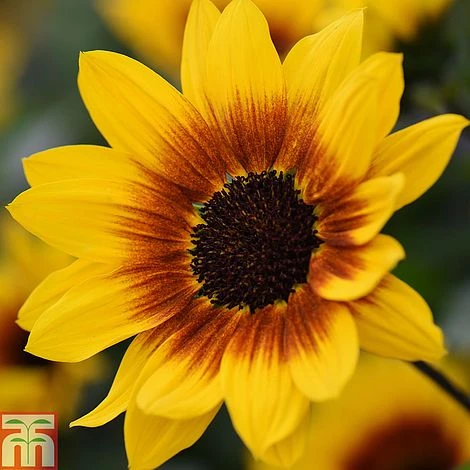 Sunflower SunBelievable™ 'Brown Eyed Girl' 5 Sunflower SunBelievable™ 'Brown Eyed Girl' - Image 5