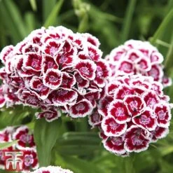 Sweet William 'Mixed' -Garden Supplies Sale Sweet William 2