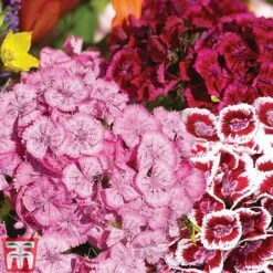 Sweet William 'Mixed' -Garden Supplies Sale Sweet William Messenger USE