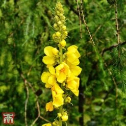 Verbascum Olympicum