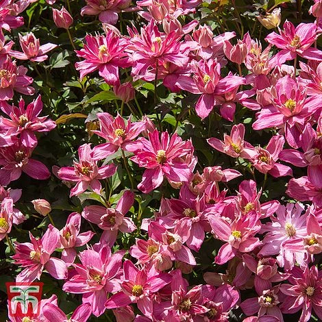 Clematis 'Broughton Star' 1 Clematis 'Broughton Star'