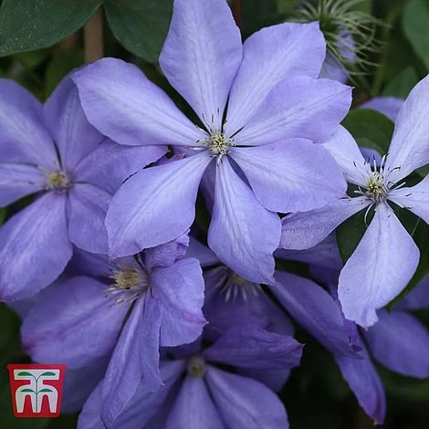 Clematis 'Mrs Cholmondeley' 1 Clematis 'Mrs Cholmondeley'