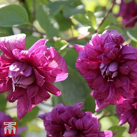 Clematis 'Purpurea Plena Elegans' 1 Clematis 'Purpurea Plena Elegans'