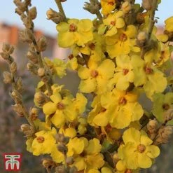 Verbascum Phlomoides 'Banana Custard'