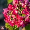 Hydrangea Macrophylla 'Red Baron'