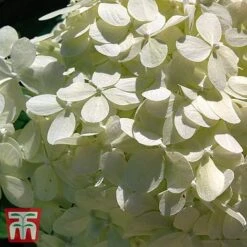 Hydrangea Macrophylla 'Soeur Therese'