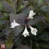 Weigela 'Ebony And Ivory'