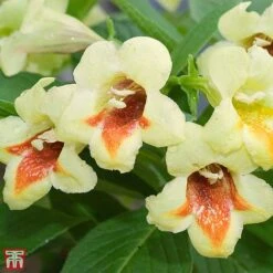 Weigela Middendorffiana -Garden Supplies Sale T66530 WEIG 1