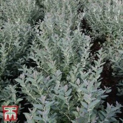Zenobia Pulverulenta 'Blue Sky' -Garden Supplies Sale T68227 ZENO 1
