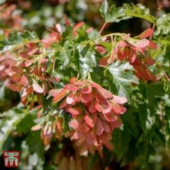Acer Ginnala 'Bailey Compact'