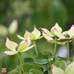 Cornus Kousa Var. Chinensis 'Wieting's Select'