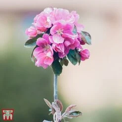 Crab Apple 'Prairifire'