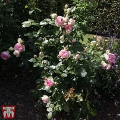 Rose 'Eden Rose 88' -Garden Supplies Sale T68469 ROSE 2
