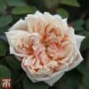 Rose 'Gloire De Dijon'