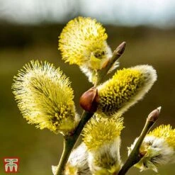 Pussy Willow (Hedging) -Garden Supplies Sale T70372 SALI 1
