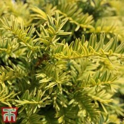 Taxus Baccata 'Summergold' -Garden Supplies Sale TAX TKA3590 C