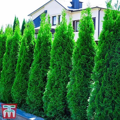 Thuja Occidentalis 'Smaragd' 1 Thuja Occidentalis 'Smaragd'