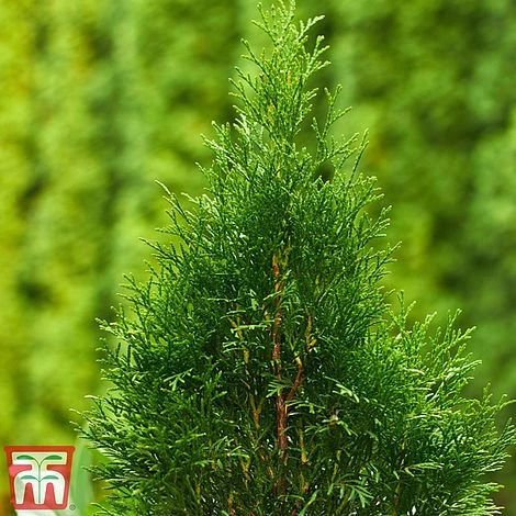 Thuja Occidentalis 'Smaragd' 2 Thuja Occidentalis 'Smaragd' - Image 2