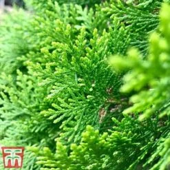 Thuja Occidentalis 'Smaragd' 6 Thuja Occidentalis 'Smaragd' -Garden Supplies Sale THU TKA3624 C