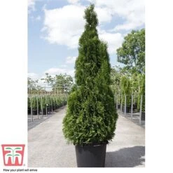 Thuja Occidentalis 'Smaragd' 7 Thuja Occidentalis 'Smaragd' -Garden Supplies Sale THU TKA3624 D