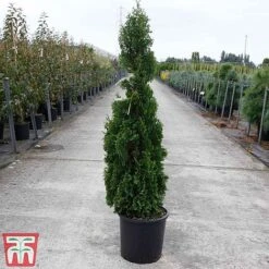 Thuja Occidentalis 'Degroot's Spire' -Garden Supplies Sale THUJ TKA3604 C