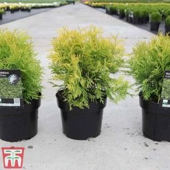 Thuja Occidentalis 'Golden Globe' -Garden Supplies Sale THUJ TKA3614 A