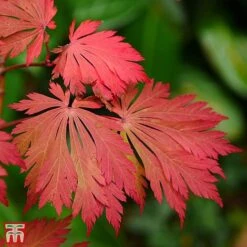Acer Japonicum 'Aconitifolium' -Garden Supplies Sale TKA3062 ACER 3