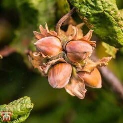 Corylus Avellana 'Twister' -Garden Supplies Sale TKA3098 CORY 3
