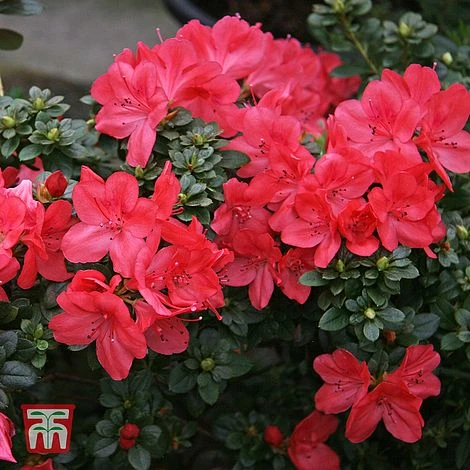 Rhododendron 'Thierry' 2 Rhododendron 'Thierry' - Image 2