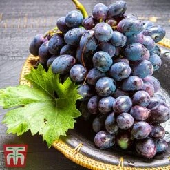 Grape 'Chasselas Doré' -Garden Supplies Sale TKA3704 GRAP 2