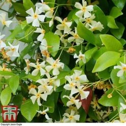 Trachelospermum Jasminoides 'Star Of Toscana' -Garden Supplies Sale TRAC T71895 B