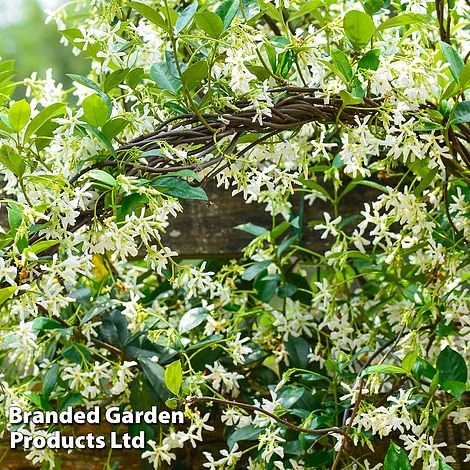 Trachelospermum Trio 2 Trachelospermum Trio - Image 2