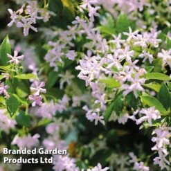 Trachelospermum Trio 7 Trachelospermum Trio -Garden Supplies Sale TRAC PINKYWING L21451