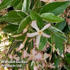 Trachelospermum Jasminoides 'Star Of Milano' -Garden Supplies Sale TRAC STARMILAN S50989
