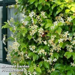 Trachelospermum Trio 6 Trachelospermum Trio -Garden Supplies Sale TRAC STAROFTOS T40591