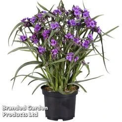 Tradescantia 'JS® Brainstorm' -Garden Supplies Sale TRAD BRAINSTOR H41253
