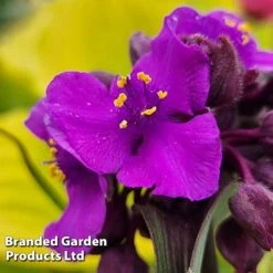 Tradescantia 'JS® Brainstorm' -Garden Supplies Sale TRAD BRAINSTOR H41254