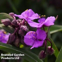 Tradescantia 'JS® Brainstorm' -Garden Supplies Sale TRAD BRAINSTOR H41255