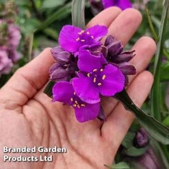 Tradescantia 'JS® Brainstorm' -Garden Supplies Sale TRAD BRAINSTOR H41260