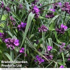 Tradescantia 'JS® Brainstorm' -Garden Supplies Sale TRAD BRAINSTOR T50080