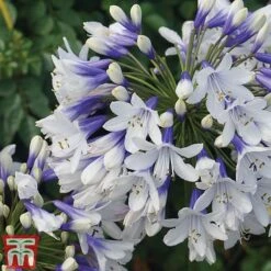Agapanthus Africanus 'Twister'