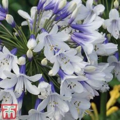 Agapanthus Africanus 'Twister' -Garden Supplies Sale TWISTER C