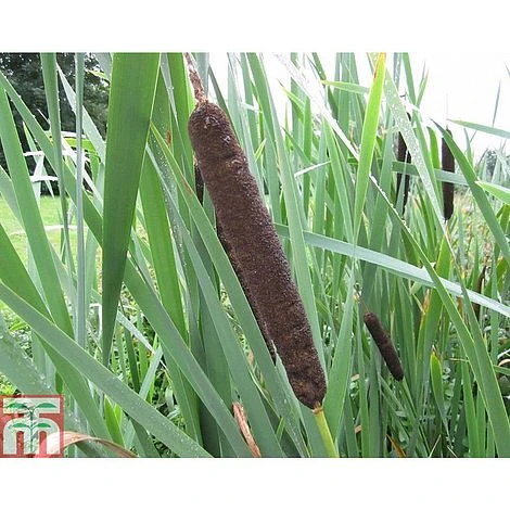 Typha Latifolia (Marginal Aquatic) 1 Typha Latifolia (Marginal Aquatic)