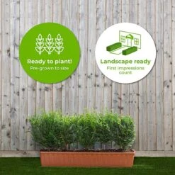 English Yew Instant Trough Hedge 1m (pre-grown) -Garden Supplies Sale Taxus20baccata2040cm201yr20tr20 202