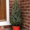 Potted Christmas Tree - Picea Perfecta - Gift