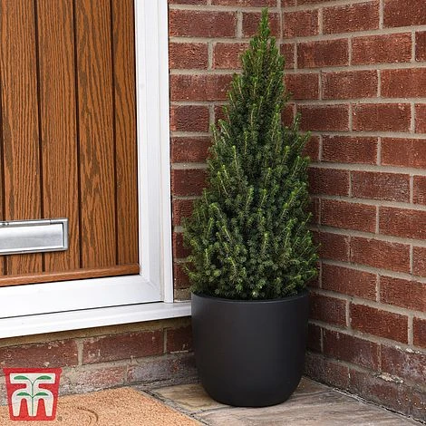 Potted Christmas Tree - Picea Perfecta - Gift 2 Potted Christmas Tree - Picea Perfecta - Gift - Image 2